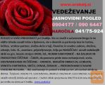 VEDEŽEVANJE-POMOČ V STISKI-VRNITEV PARTNERJA 0904177