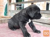 Cane Corso