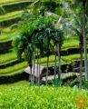Letalske karte Denpasar/Bali za 695 EUR