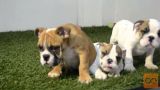 Angleški bulldog