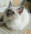RAGDOLL MLADIČKI (cepljeni in kastrirani)