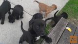 Stafford mix pitbull