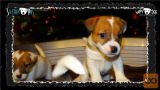 Jack Russell mladiči/najava legla! (Slike+HD video) J.Russel