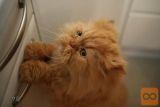 Oddamo mucko: GARFI, samček