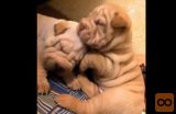 Shar pei i šiba inu stenci na prodaju