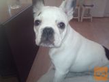 Francuski buldog stenci
