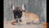 Francuski buldog i engleski buldog stenci na prodaju