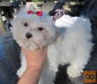 Maltezer i coton de tulear stenci na prodaju
