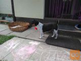 Jack russel štenci
