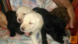 Labrador retriver, stenci