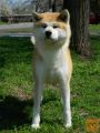 Akita inu stenci