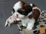 SHIH TZU z rodovnikom
