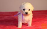 Bichon i bolonjezer stenci na prodaju