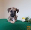Whippet- Mali angleski hrt na prodajo