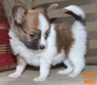 papillon mladički