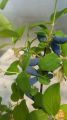 Kamčatske borovnice (Lonicera caerulea var. Kamchatica)