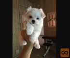 Bichon i bolonjezer stenci na prodaju
