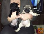 Mops i kavalirski španijel stenci na prodaju