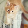 Maine Coon mladički