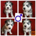 Vrhunsko leglo sibirskih Husky