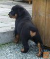 Rottweiler x mladiči za prodajo