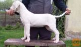 Dogo argentino zenka