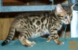 Cute Bengal cat Available