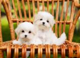 Maltezer i coton de tulear stenci na prodaju