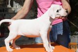 Dogo argentino i bulterijer stenci na prodaju