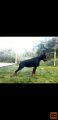Doberman štenci