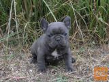 veseli mladič francoskega buldoga