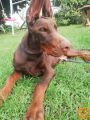 DOBERMAN MLADIČI