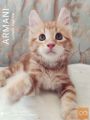 Maine Coon, veliki, čudoviti čistokrvni, show in breed
