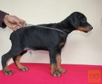 Doberman štenci