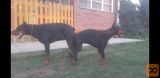 Doberman štenci
