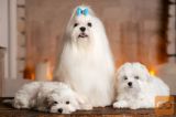 Maltezer i coton de tulear stenci na prodaju