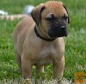 Bullmastiff mladiči