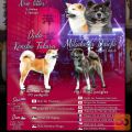 Akita inu štenci