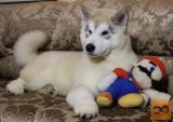 Aljaski malamut i akita inu stenci na prodaju