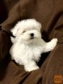 Maltezer i coton de tulear stenci na prodaju