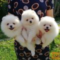 Lovely Pomeranian puppy available.