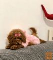 Pudla toy, patuljasta i srednja stenci na prodaju