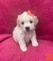 Cute Cavachon puppies are available.