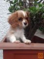 Cavalier King Charles Spaniel puppies for sale