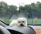 Maltezer i coton de tulear stenci na prodaju