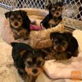 Puppiesyorkies