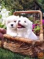 Maltezer i coton de tulear stenci na prodaju