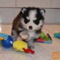 Pomsky psički so na voljo