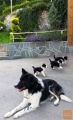 Border collie, mejni škotski ovčar mladički