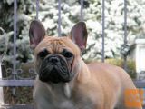 Francoski buldog samica z rodovnikom